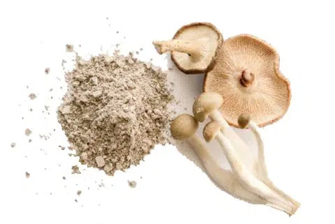 Mushroom-extract