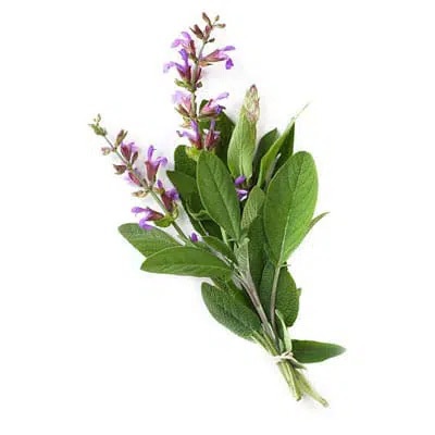 sage-extract